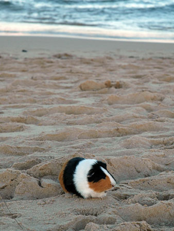 guinea_pig_2