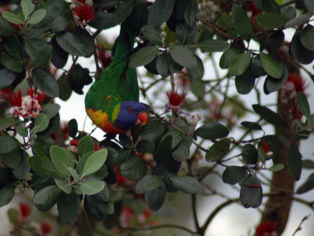 garden_birds_02