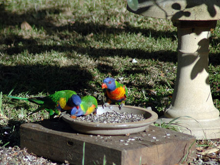 garden_birds_09