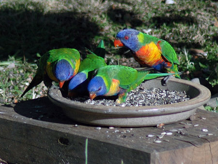 garden_birds_11