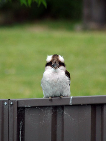 garden_birds_25