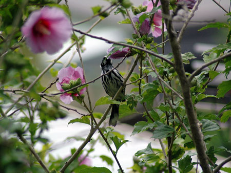 garden_birds_34