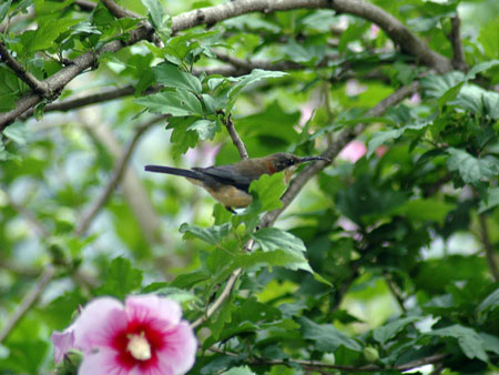 garden_birds_35