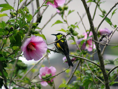 garden_birds_36