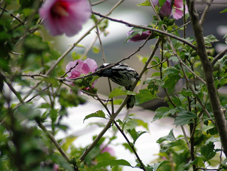 garden_birds_38