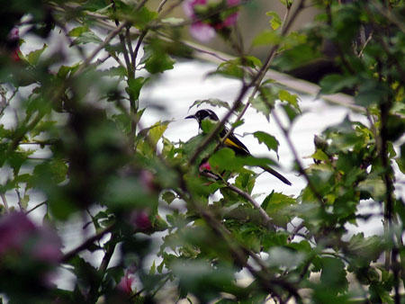 garden_birds_39