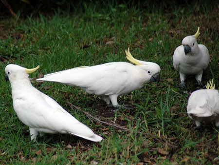 garden_birds_48