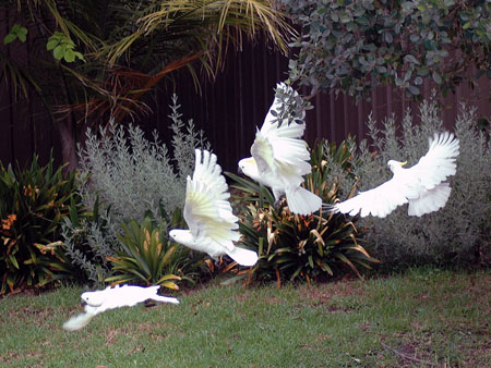 garden_birds_50