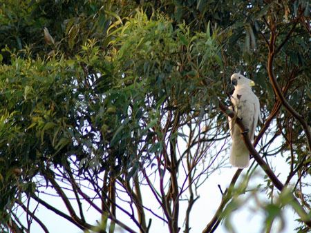 garden_birds_52