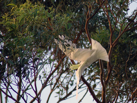 garden_birds_55