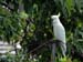 garden_birds_31