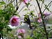 garden_birds_36
