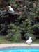 garden_birds_42