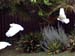 garden_birds_51