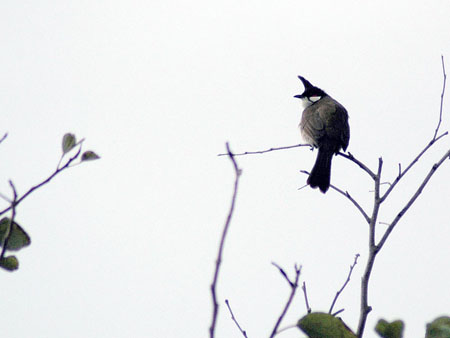 bird_2