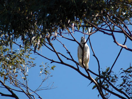 cockatoo_1