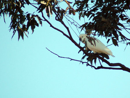 cockatoo_2