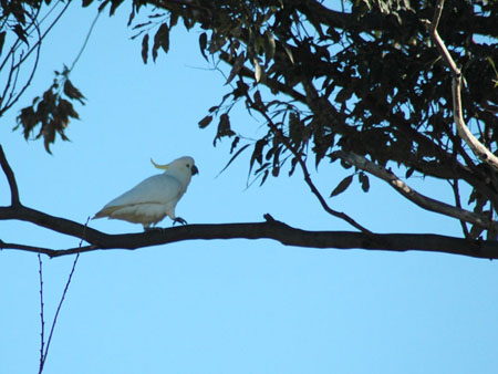 cockatoo_3