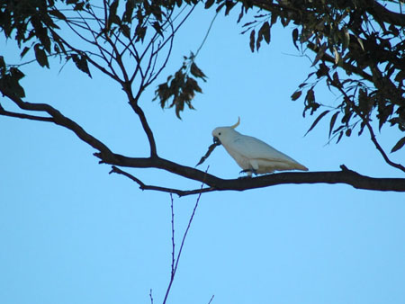 cockatoo_5