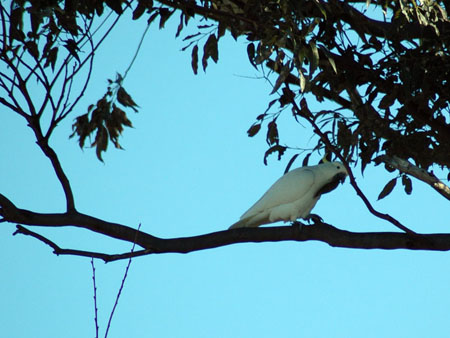 cockatoo_6