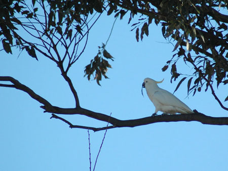 cockatoo_7