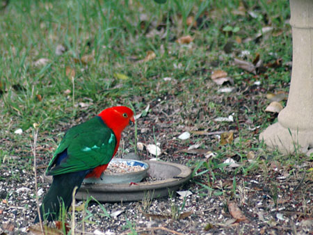 king_parrot_1