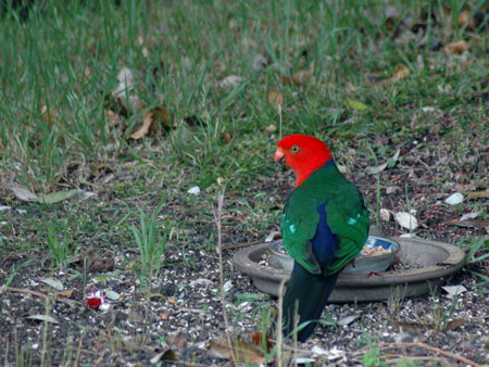 king_parrot_2