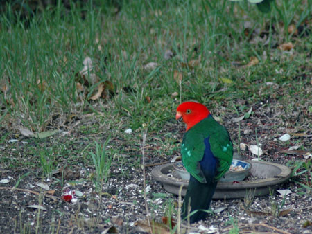 king_parrot_3