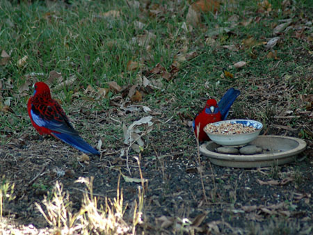 rosellas_2