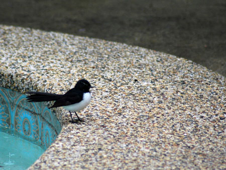 willy_wagtail_4