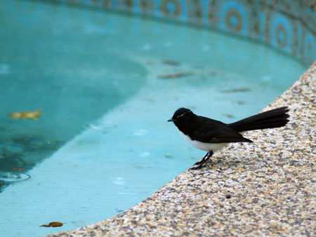 willy_wagtail_5