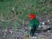 king_parrot_2