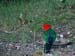 king_parrot_3