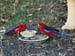 rosellas_1