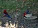 rosellas_2