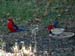 rosellas_3