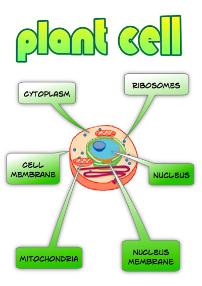 Plant Cell Diagram