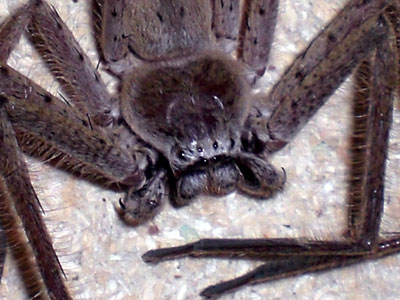 Malawi Spiders