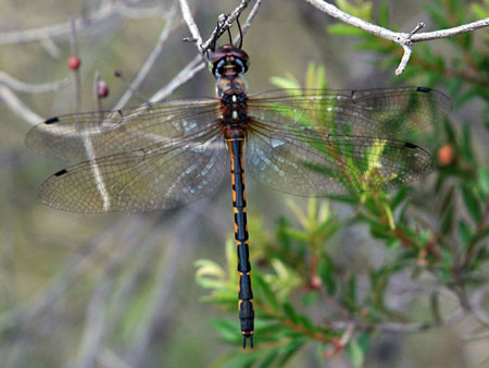 dragonfly_2