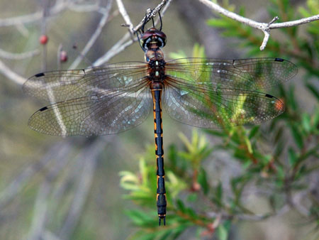 dragonfly_3