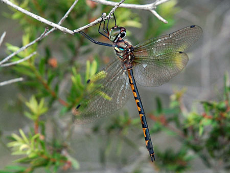 dragonfly_5
