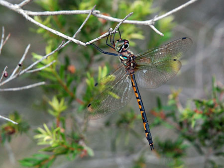 dragonfly_7