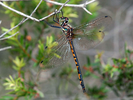 dragonfly_8