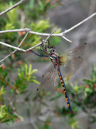 dragonfly_9