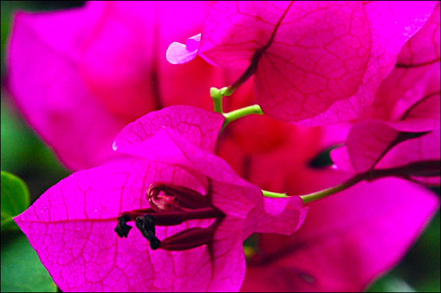 macro_01.jpg