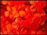 macro_05