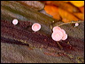 macro_13