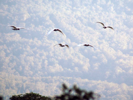 flock_04