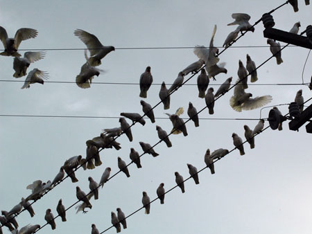 flock_09