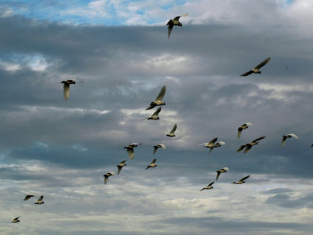 flock_16